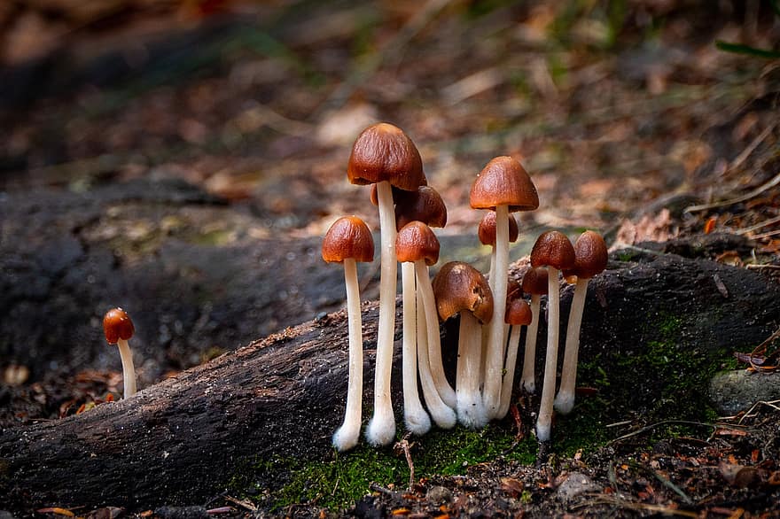 гриб, грибы, природа, поганка, грибок, крупный план, осень, лес, неразвитый, время года, завод
