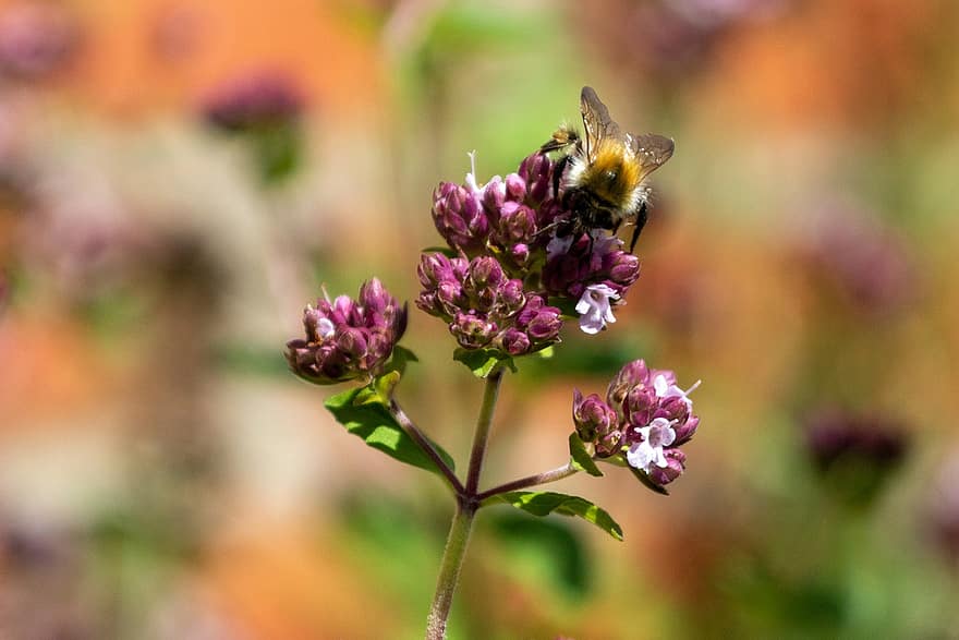 mehiläinen, oregano, kukka, hunajamehiläinen, hyönteinen, luonnollinen, kukat, puutarha, lentäminen