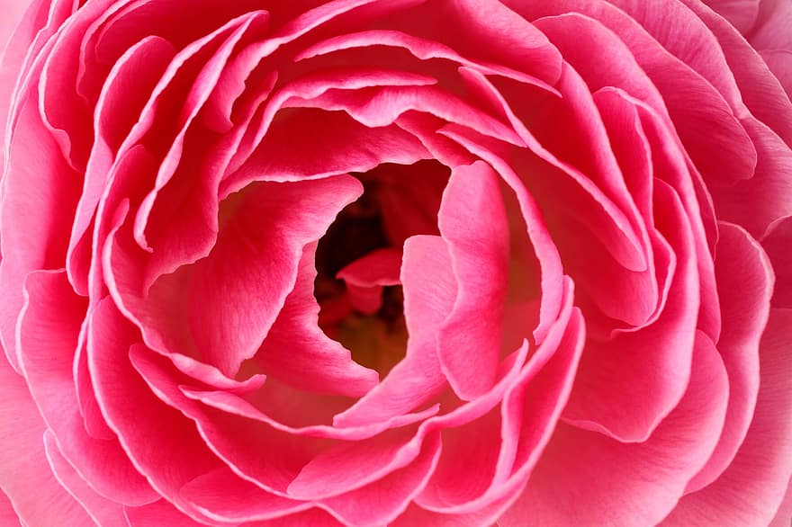 rosado, flor, pétalos, botón de oro, flor de ranúnculo, ranúnculo, floración, flor rosa, pétalos de rosa, de cerca, macro