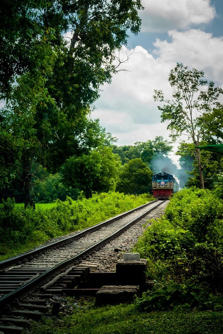 철도, 기차, 숲