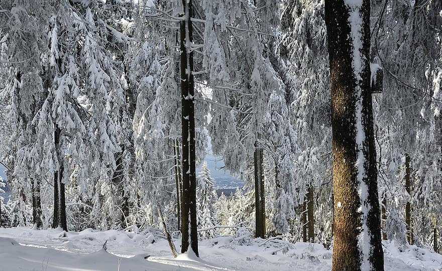 pădure, natură, iarnă, copaci, sezon, pustie, copac, zăpadă, peisaj, zi, îngheţ