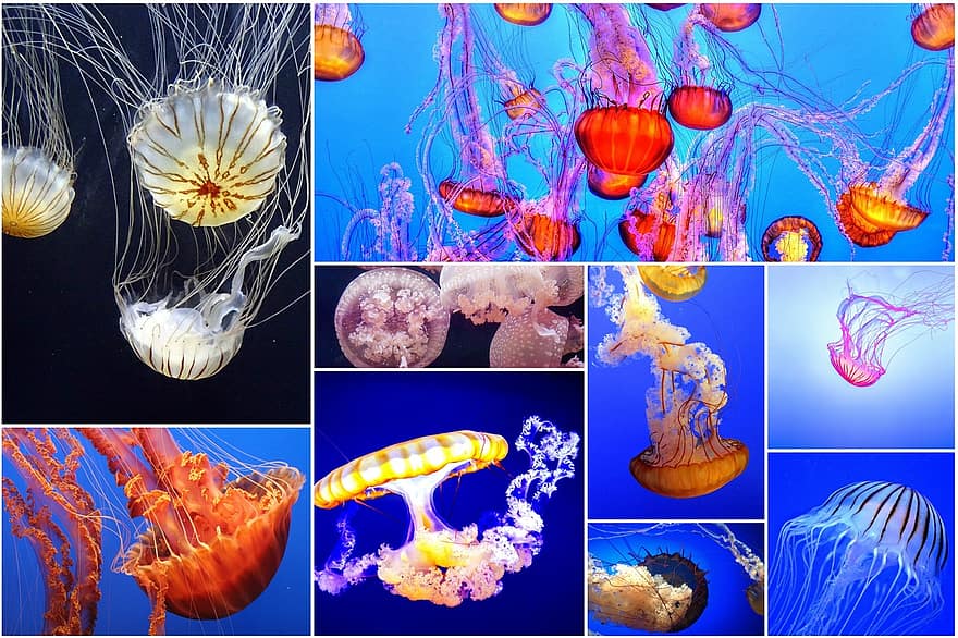 medusa, Colagem de medusa, colagem de fotos, embaixo da agua, sob o mar, natureza, animais selvagens, colagem, oceano, mar, coral