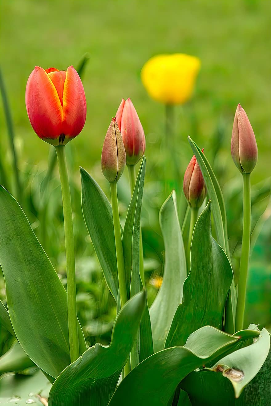 tulipaner, rød, blomster, blomstrende, forår, flora, have, tulipan