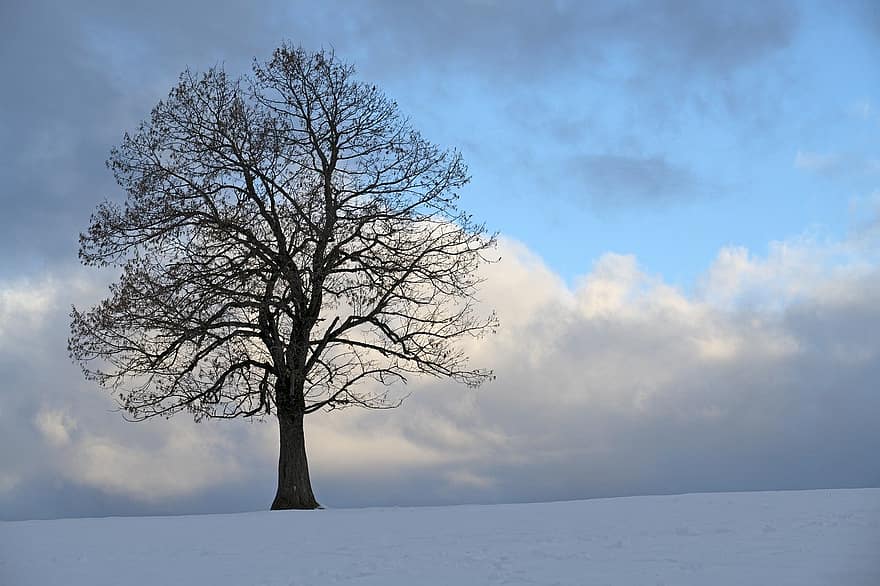 strom, zimní, sníh, krajina, Příroda, zasněžený, nebe, mraky, odpoledne, sezóna, modrý