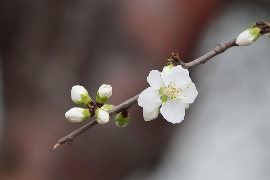 Plum Flower, Buds, Branch, Spring, Plum Blossom, Spring Flower, White Flower, Flower, Bloom, Blossom, Tree