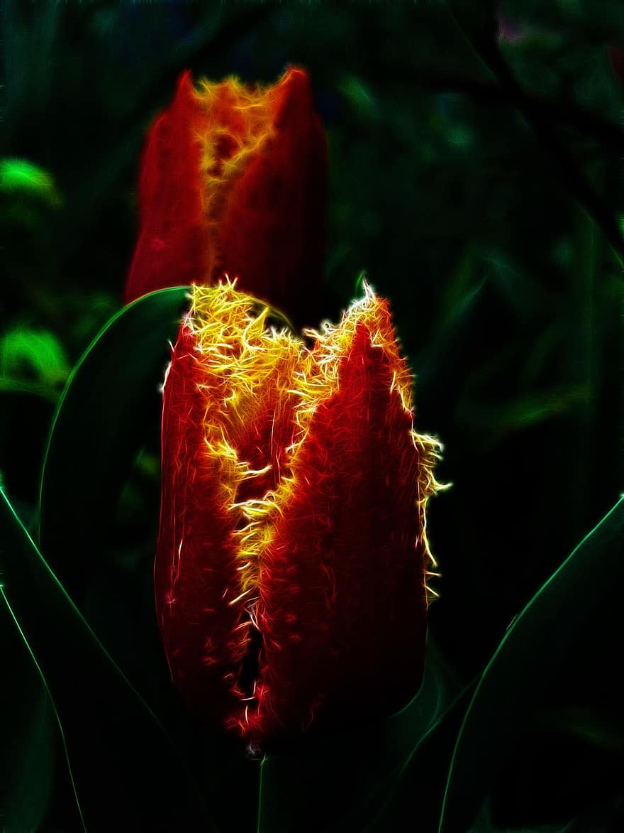 fractalius, tulipán, fringed tulipán, crispa tulipán, Příroda, květ, rostlina, červená květina, oranžový květ, zblízka
