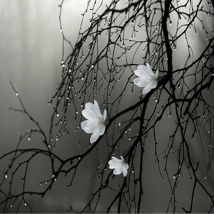Flowers, Branches, Fog, Rain, Drops, Silhouette, Darkness, Night, Shadow