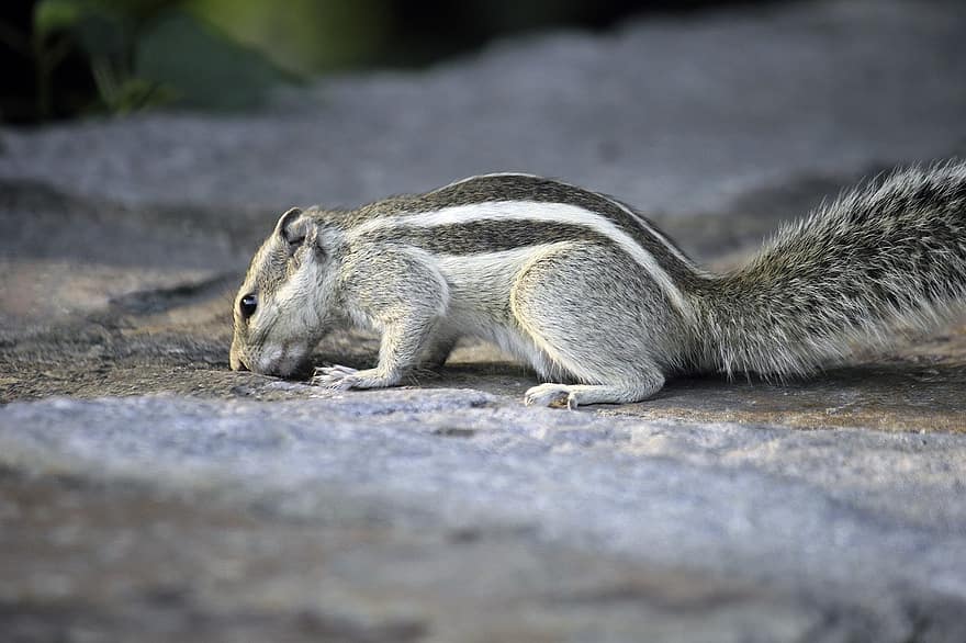 Squirrel, Animal, Wildlife, Cute, Chipmunk, Rodent, Nature, Small, Mammal, Forest, Sitting