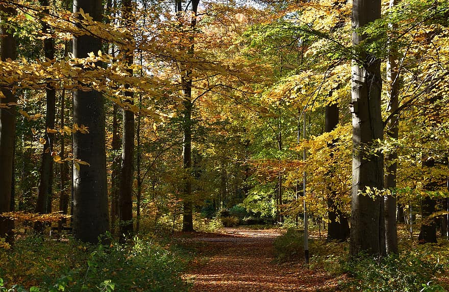 parkway, park, kolorowe liście, jesień, Polska, drzewa, spacerować, żółte liście, światło, pogoda, las
