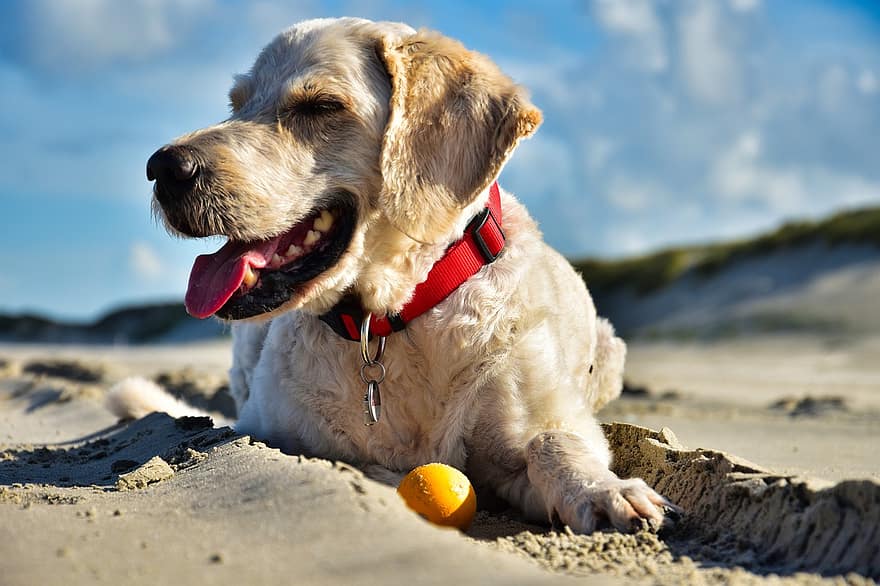 犬、ペット、ビーチ、砂、動物、国内の、犬歯、哺乳類、可愛い、海岸
