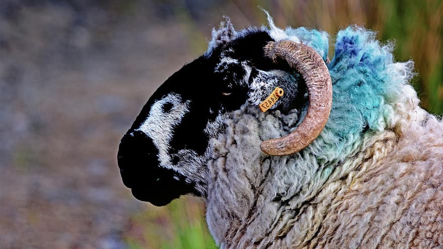 schapen, punk-, blauw haar, rots, dier, farm
