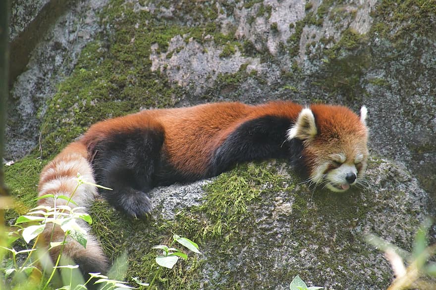 vörös panda, medve, szieszta, emlős, állat, fauna, alvás, pihenés