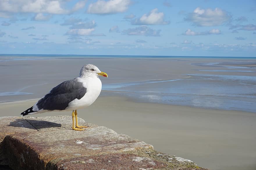 Seagull, Bird, Wildlife, Beach, Sand, Ocean, Sky, Coast, Island, Shore, Nature