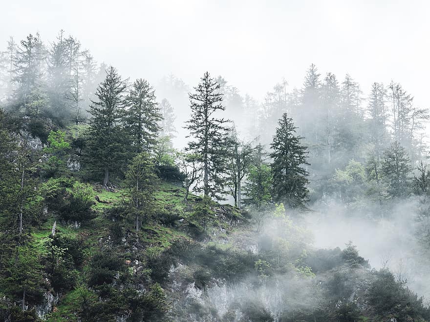 Альмзе, Австрия, туман, Grünau Im Almtal, Зальцкаммергут, горы, Альпы, природа, лес, дерево, гора