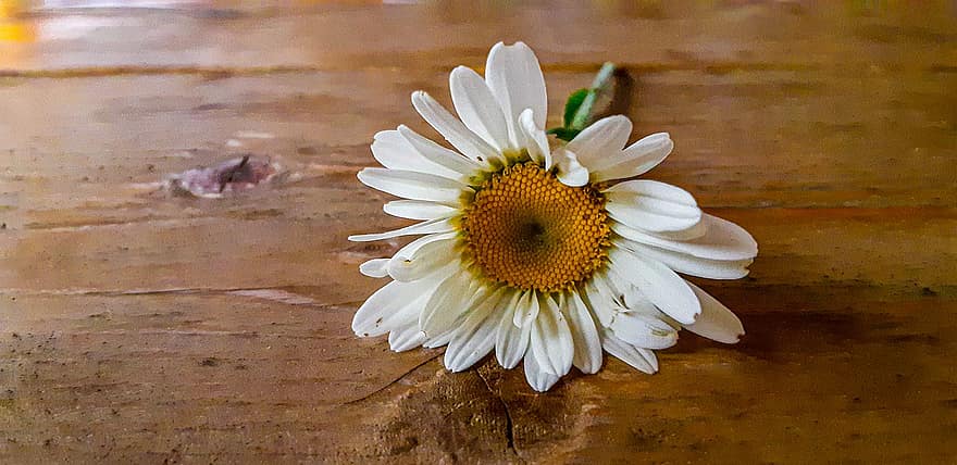 Flower, White Daisy, White Flower, Nature