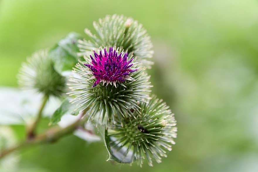 Flora, Nature, Flower, Thistle, Plant, Wild Plant, Spines, Blossom, Summer, Close Up, Green