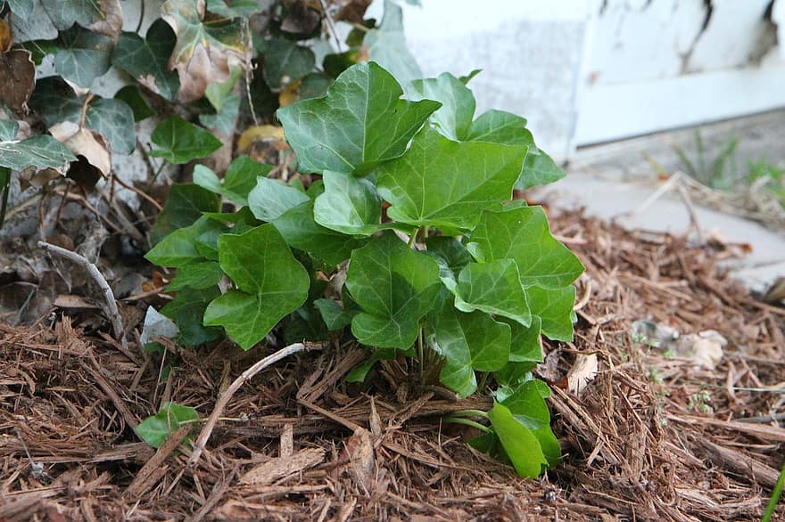 Ivy, Leaves, Plants, Mulch, New Growth, Spring