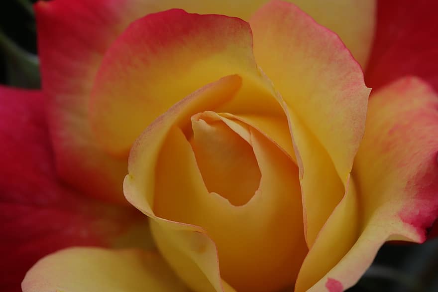 Rose, Une rose jaune, rose panachée, fleur jaune, fermer, macro, fleur, printemps, jardin, pétale, feuille