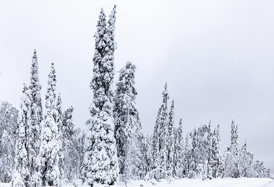 Eglė, miškas, miškai, sniegas, žiemą, poliarinė naktis, Laplandija, medis, pušies, šalčio, ledas