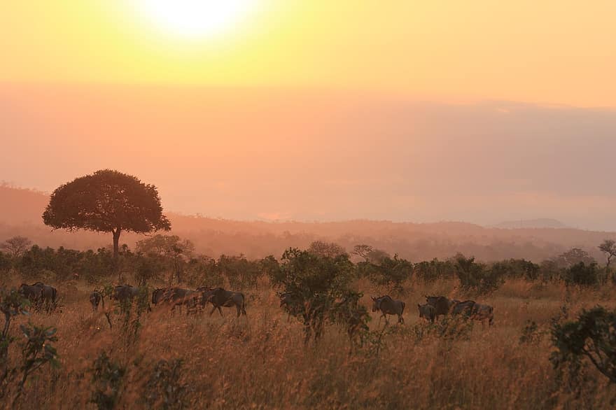 animales, manada, fauna silvestre, safari, África, Tanzania, mikumi, salvaje