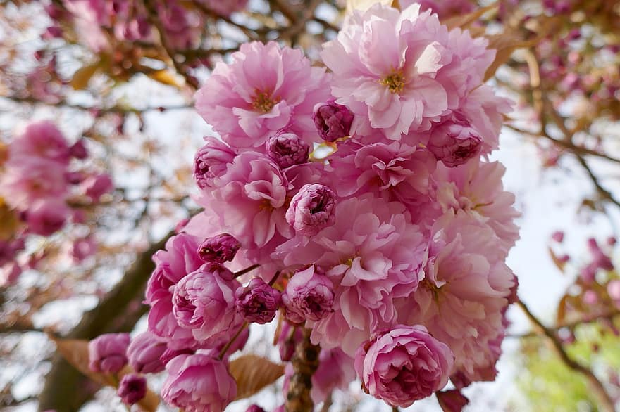 Цветение вишни, сакура, розовые цветы, цветочные бутоны, Цветущая, весна, японская вишня, крупный план, розовый цвет, цветок, завод