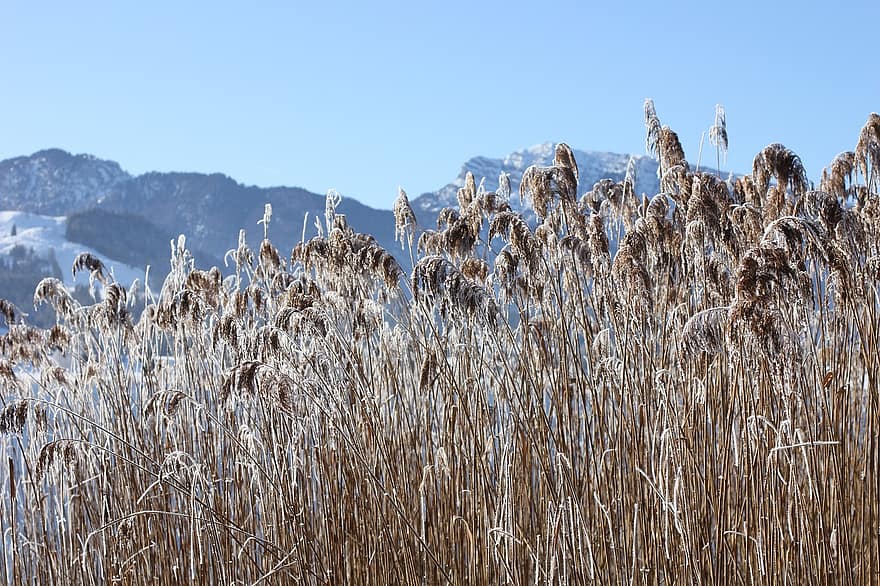 горы, озеро, трава, растения, зима, неприветливый, холодно, Тироль, Walchsee, Австрия