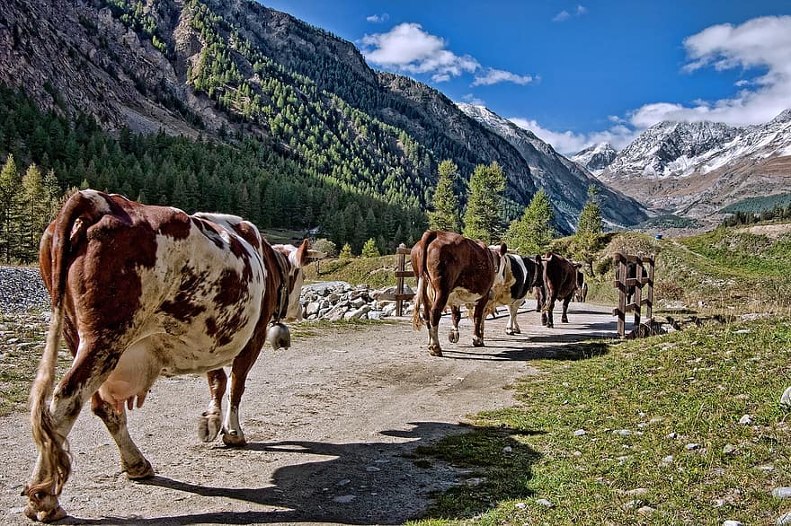 пасти, коровы, выгон, долина Аосты, Конь, Италия, гора, Альпы, молоко, доение, домашний скот
