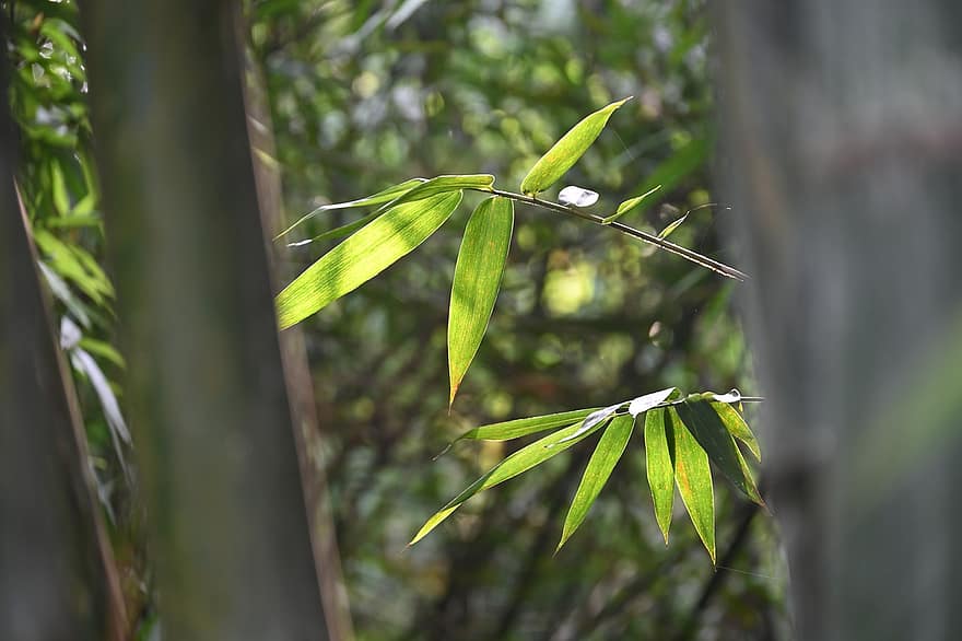 bambu, löv, natur, skog, gräs, parkera, blad, grön färg, träd, växt, närbild