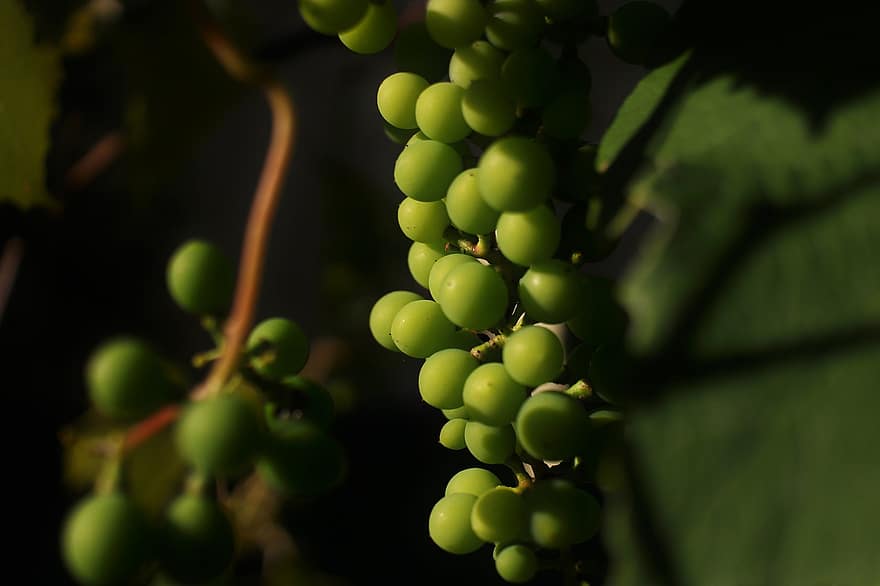 Green Grapes, Fruit, Plant, Vine, Grapes, Grapevine, Vineyard, Agriculture, Viticulture, Green, Nature