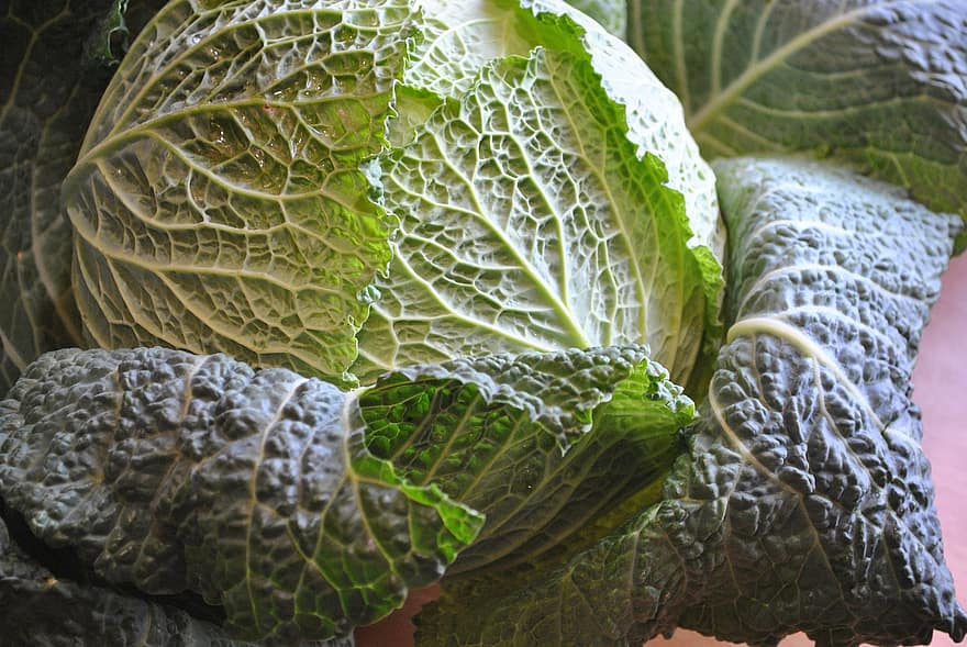 Savoy Cabbage, Cabbage, Vegetable, Green, Raw, Organic, Food, Produce, Winter Vegetable, Healthy, Nutrition