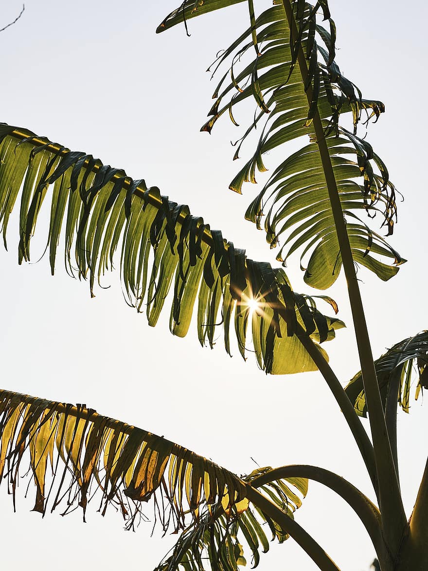 koks, palmu, tropu, banāns, garšaugu, lapas, filiāle, ceļojums, sezonā, laikapstākļi, parks