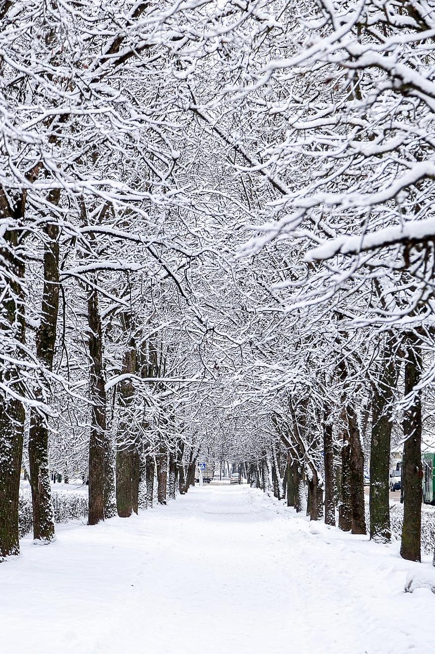 vinter-, träd, gränd, snö, skog, säsong, landskap, gren, frost, gångstig, is
