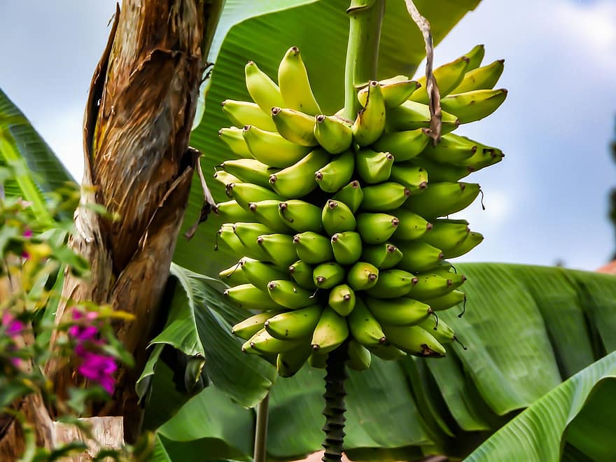 pianta, Banana, frutta, Musaceae, foglia, colore verde, freschezza, biologico, avvicinamento, clima tropicale, agricoltura