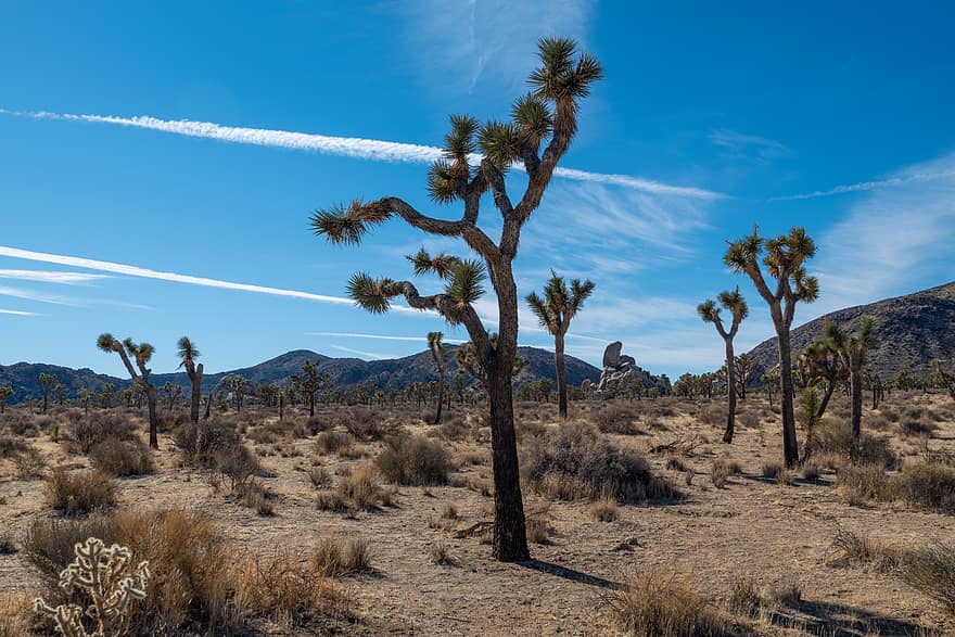 arbre, desert, paisatge, Califòrnia, naturalesa, EUA, cel, sec, a l'aire lliure, blau, parc