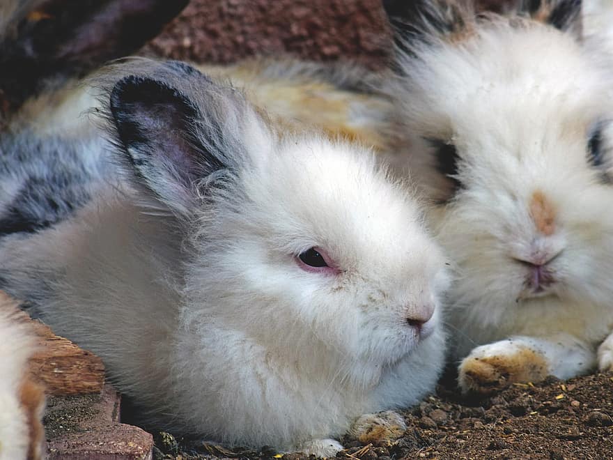 conejos, animales, mamíferos, orejas largas, orejas de conejo, conejo de Pascua, piel, granja, linda, Conejo, mascotas