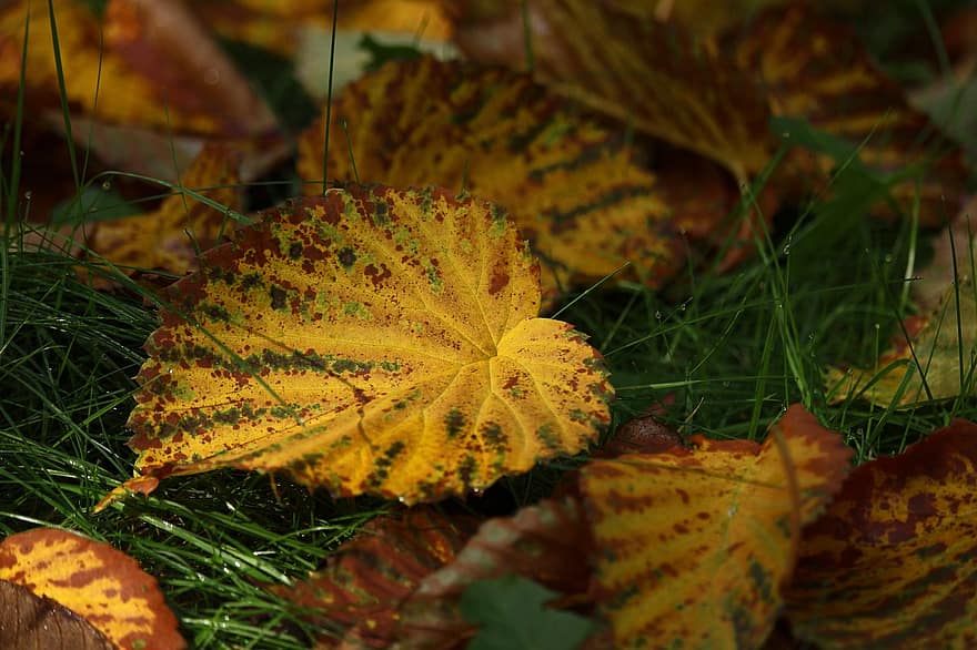 Herbst, Blätter, Taschentuchbaum, Arboretum, Flora, Herbstfarbe, Botanik, Laub, Natur, Herbstblätter, Herbstlaub