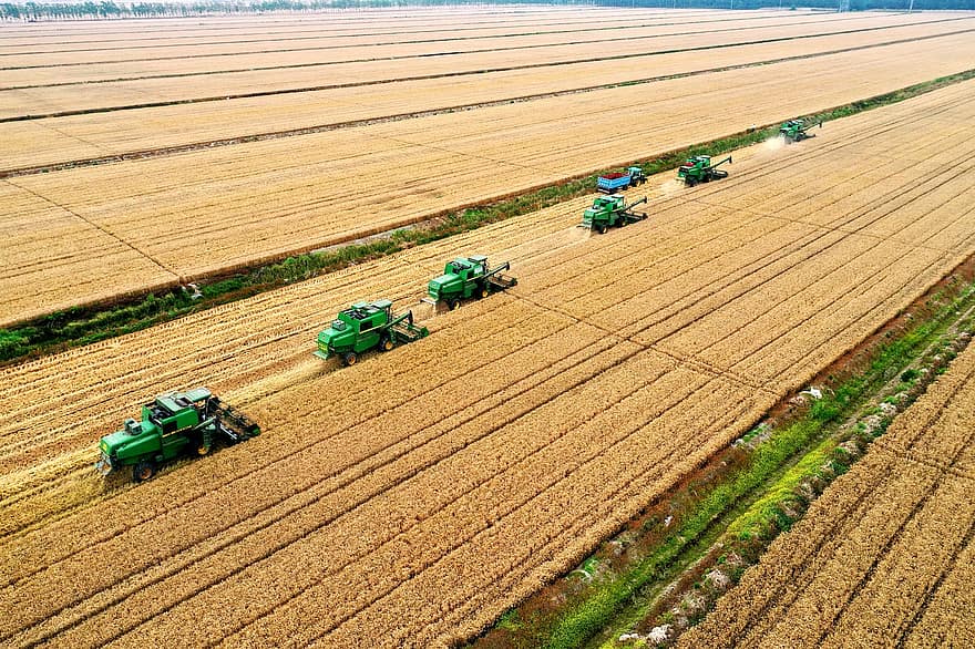 поля, трактори, техніка, урожай, пшениця, сільське господарство