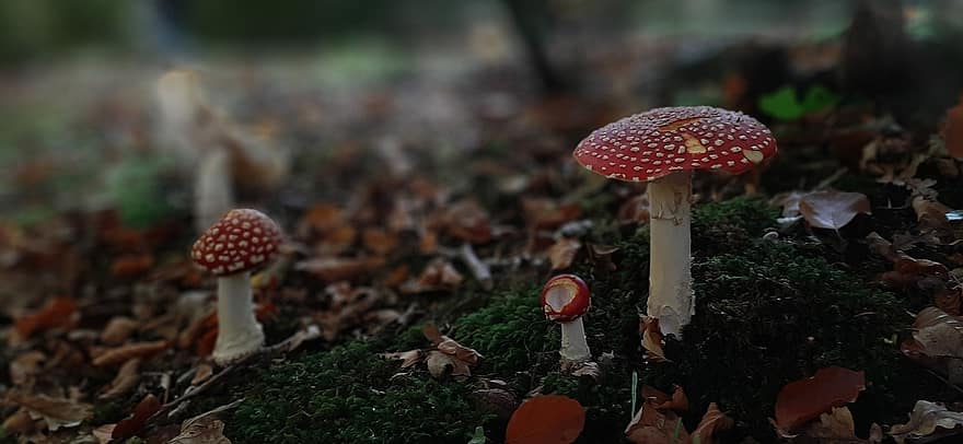 Mushrooms, Plants, Toadstool, Mycology, Forest, Wild, Leaves