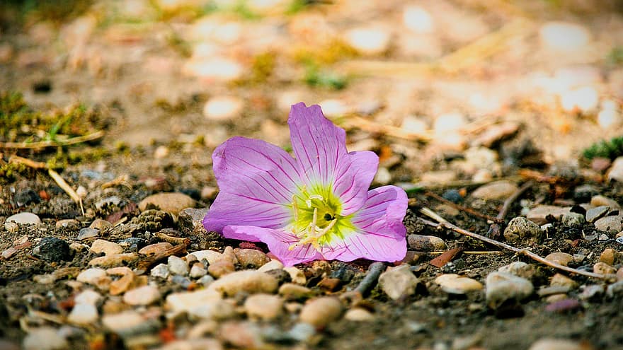 Flower, Pink Flower, Ground, close-up, plant, petal, summer, leaf, flower head, blossom, purple