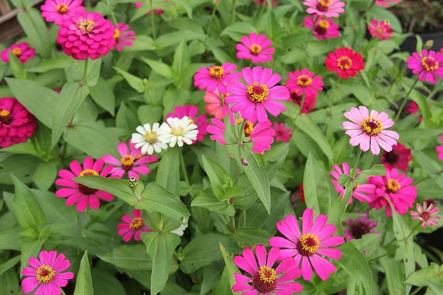 Flowers, Pink Flowers, Zinnia, Garden, Nature, plant, flower, summer, close-up, multi colored, flower head
