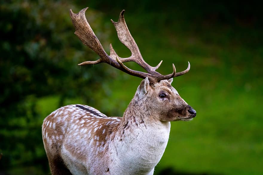 deer, nature, animal, wildlife, mammal, green, fur, stag, grass, meadow, rural