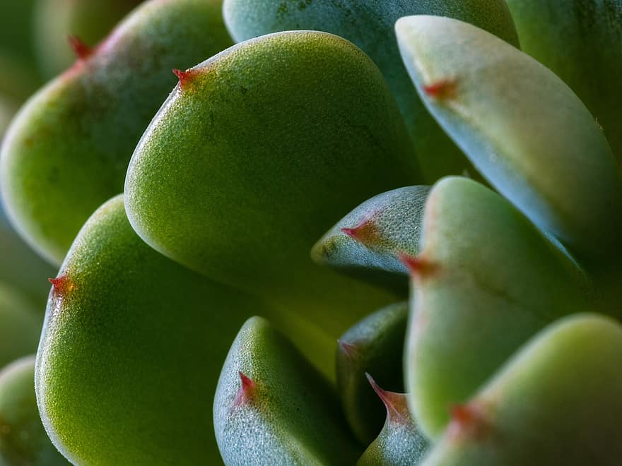 Succulent, Rosette, Green, Plant, Flora, Close Up, Macro Photography, Horticulture, Botany