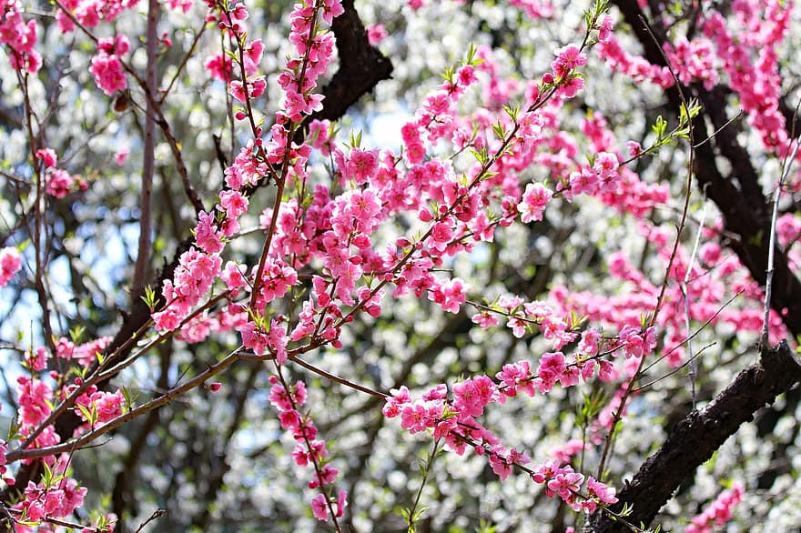 ume, prem, bunga, Jepang, musim semi, berwarna merah muda, menanam, pastel, alam, pemandangan, putih