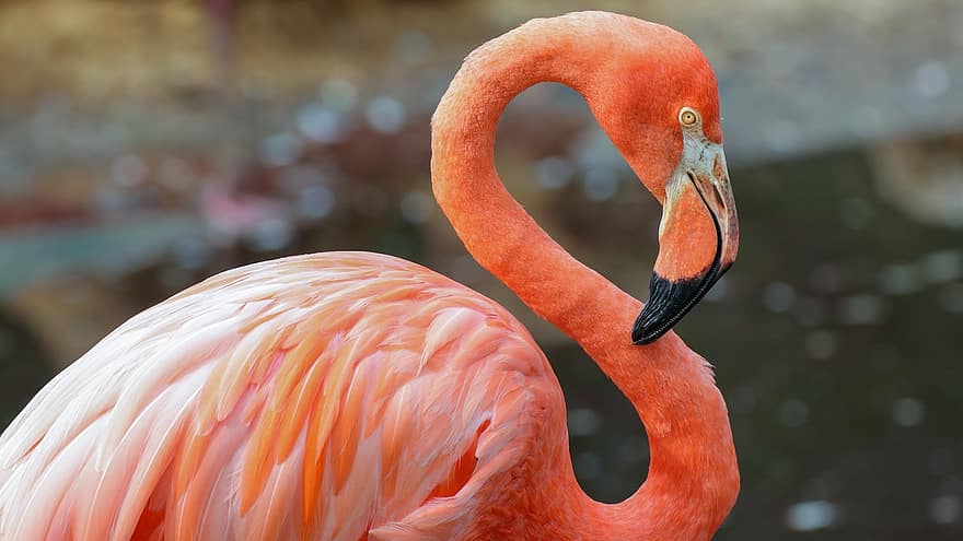 flamingo, regning, nebb, fjær, fjærdrakt, vannfugl, vill