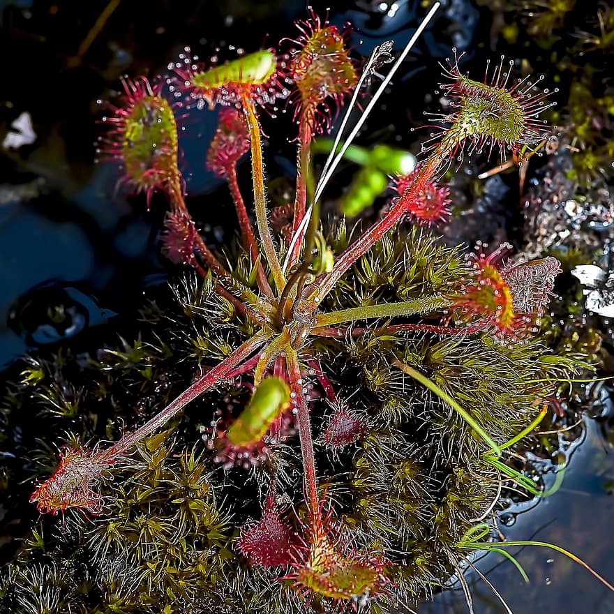 Round-leaved Sundew, Plant, Carnivorous, Sundew, Leaves, Trap, Water Drops, Wet, Nature, close-up, reef