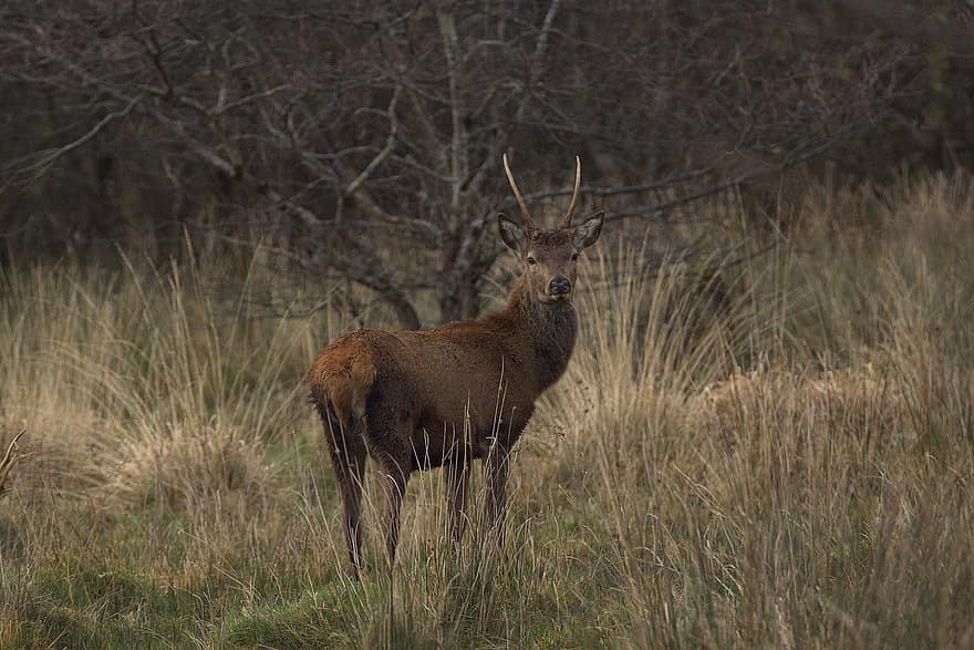 Deer, Animal, Red Deer, Wildlife, Stag, Mammal, Fauna, Wilderness, Nature, Killarney, animals in the wild
