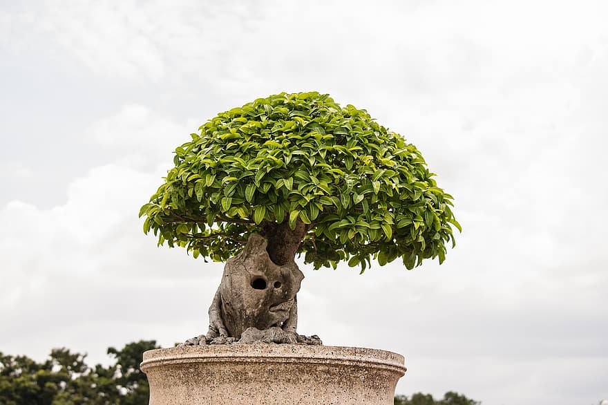 Bonsai, Pflanze, Baum, Blätter, kleiner Baum, Blumentopf, Park, Garten, Kunst, Thailand