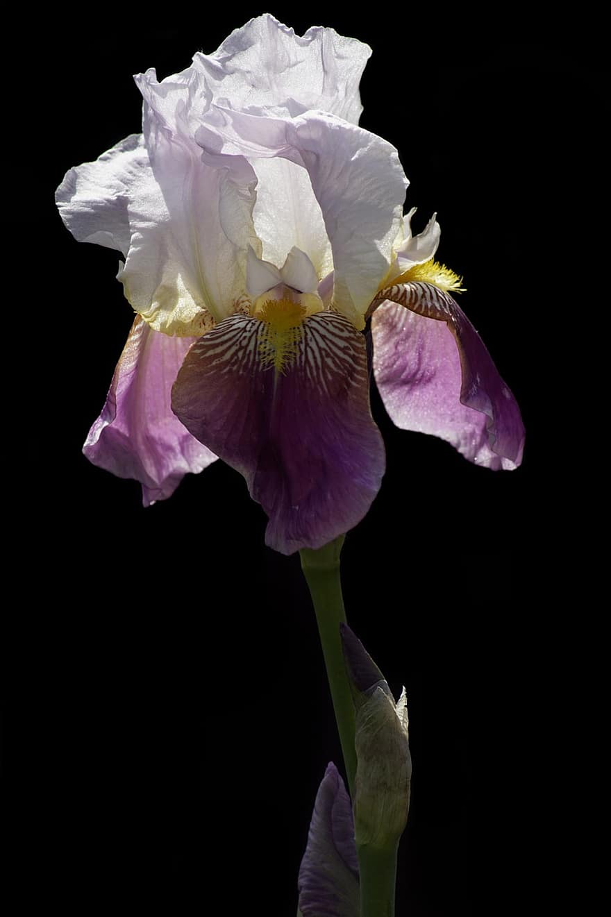 pedang lily, iris berjanggut, bunga ungu, bunga, mekar, berkembang, alam