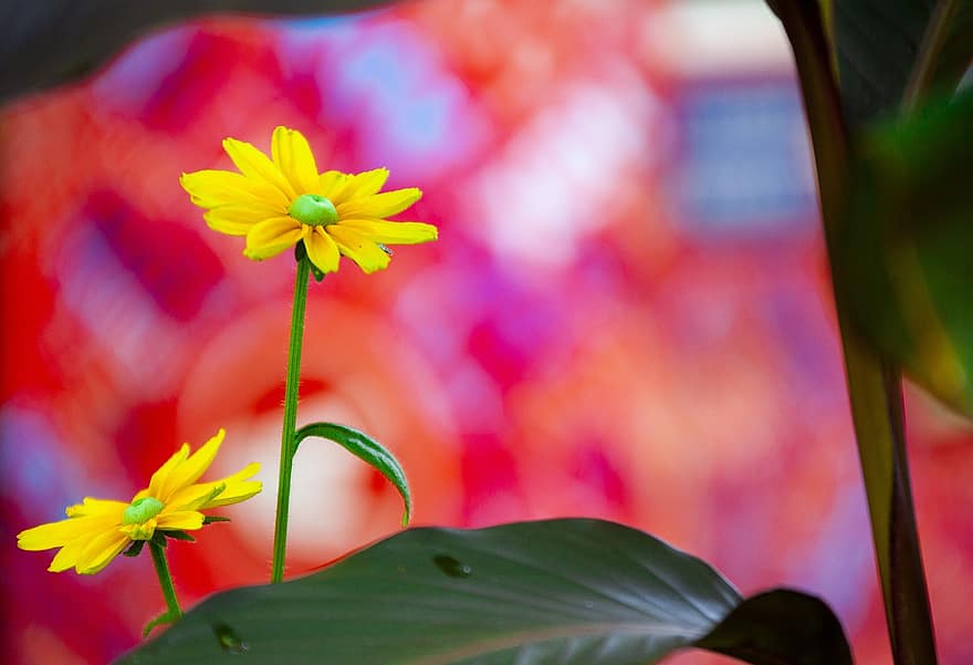 Flowers, Yellow Flowers, Garden, Bloom, Blossom, Flora, Nature, Botany, Floriculture, Horticulture, Bokeh