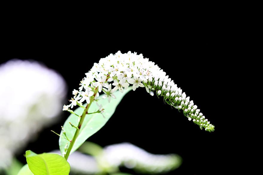 gooseneck loosestrife, kukat, kasvi, lysimachia clethroides, valkoiset kukat, silmut, kukinta, Luonnonkasvit, luonto, makro